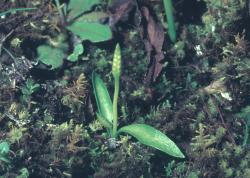 Ophioglossum coriaceum. Mature plant with sterile and fertile laminae, growing amongst mosses.
 Image: J.E. Braggins © John Braggins 1972 All rights reserved